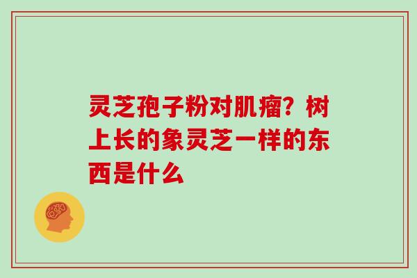 灵芝孢子粉对?树上长的象灵芝一样的东西是什么 灵芝孢子粉对?树上长的象灵芝一样的东西是什么