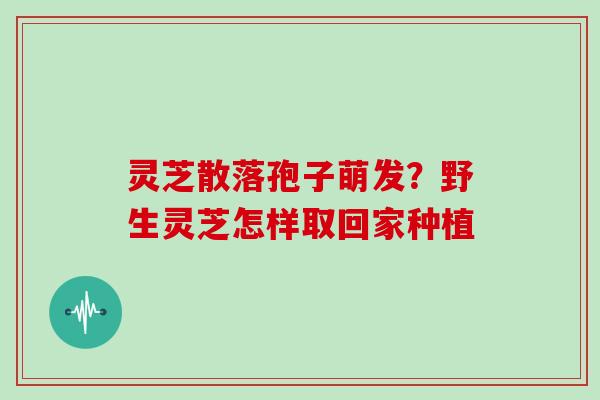 灵芝散落孢子萌发？野生灵芝怎样取回家种植
