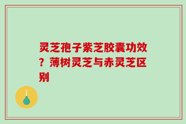 灵芝孢子紫芝胶囊功效？薄树灵芝与赤灵芝区别