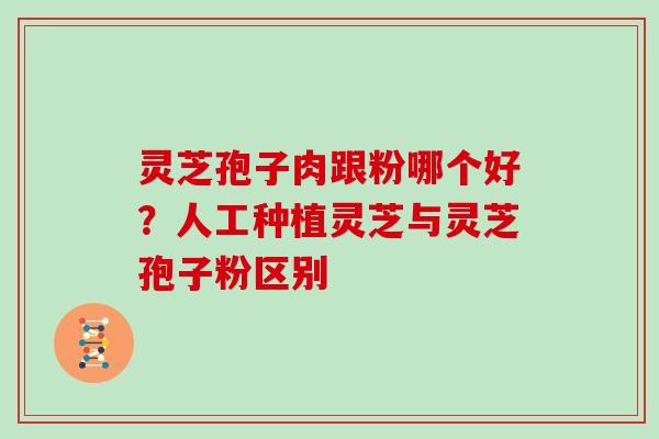 灵芝孢子肉跟粉哪个好?人工种植灵芝与灵芝孢子粉区别 灵芝孢子肉跟粉哪个好?人工种植灵芝与灵芝孢子粉区别