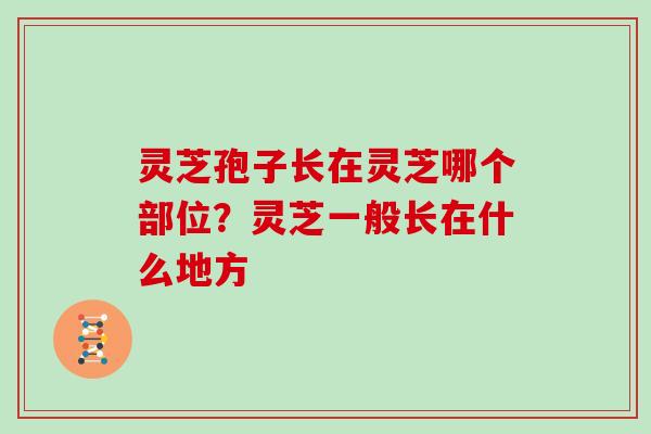 灵芝孢子长在灵芝哪个部位?灵芝一般长在什么地方 灵芝孢子长在灵芝哪个部位?灵芝一般长在什么地方