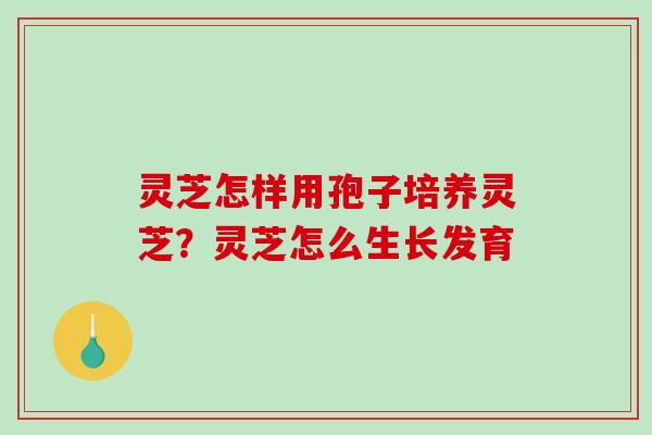 灵芝怎样用孢子培养灵芝？灵芝怎么生长发育
