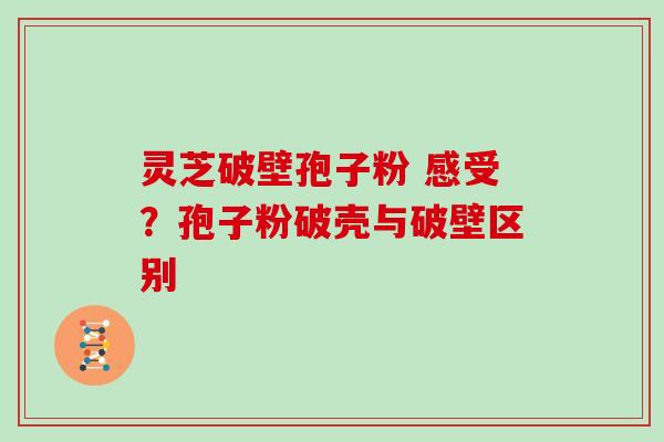 灵芝破壁孢子粉 感受？孢子粉破壳与破壁区别