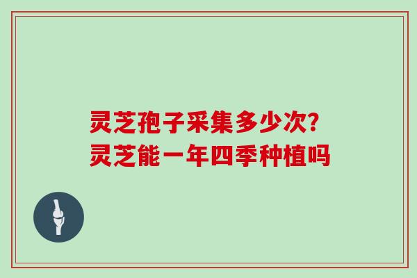 灵芝孢子采集多少次？灵芝能一年四季种植吗