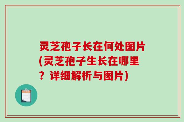 灵芝孢子长在何处图片(灵芝孢子生长在哪里？详细解析与图片)