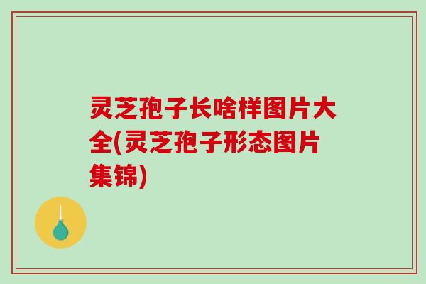 灵芝孢子长啥样图片大全(灵芝孢子形态图片集锦) 灵芝孢子长啥样图片大全(灵芝孢子形态图片集锦)