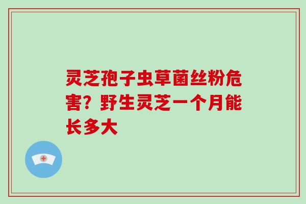 灵芝孢子虫草菌丝粉危害？野生灵芝一个月能长多大