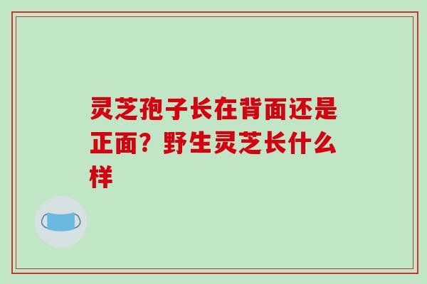 灵芝孢子长在背面还是正面？野生灵芝长什么样