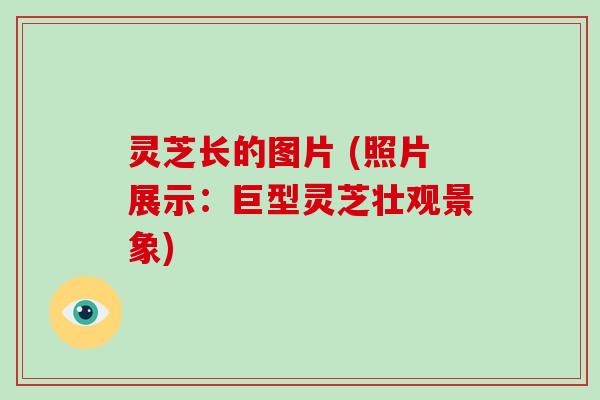 灵芝长的图片 (照片展示：巨型灵芝壮观景象)