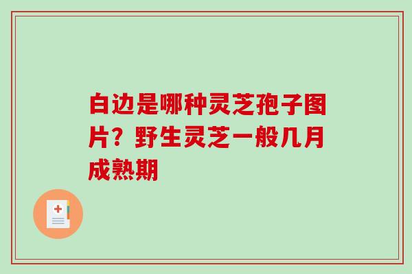白边是哪种灵芝孢子图片?野生灵芝一般几月成熟期 白边是哪种灵芝孢子图片?野生灵芝一般几月成熟期