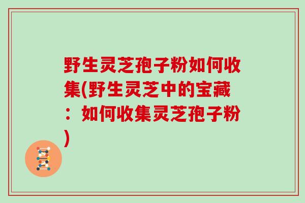 野生灵芝孢子粉如何收集(野生灵芝中的宝藏：如何收集灵芝孢子粉)