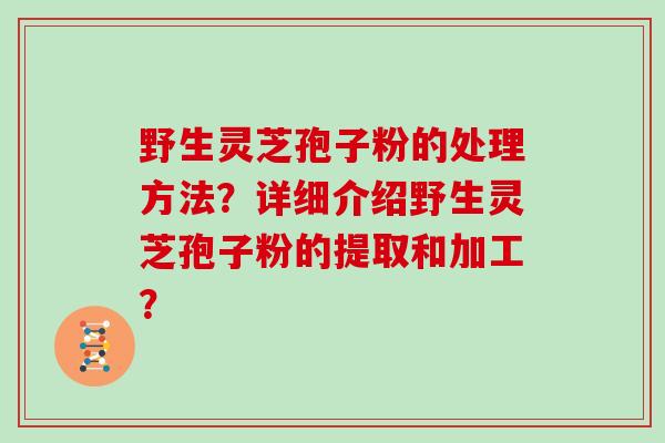 野生灵芝孢子粉的处理方法？详细介绍野生灵芝孢子粉的提取和加工？
