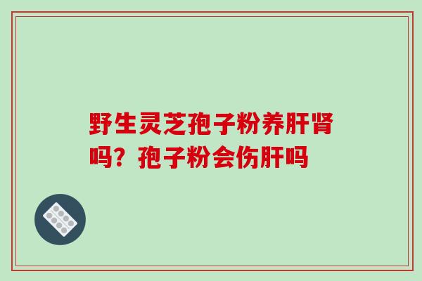 野生灵芝孢子粉养吗？孢子粉会伤吗
