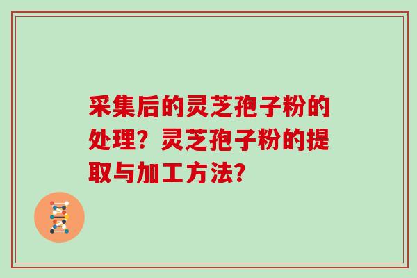 采集后的灵芝孢子粉的处理？灵芝孢子粉的提取与加工方法？