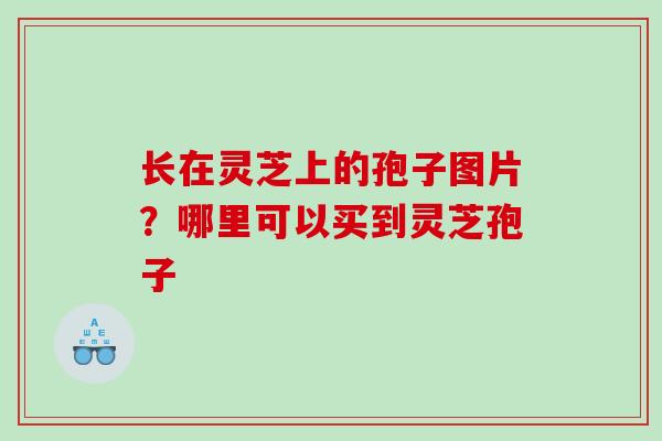 长在灵芝上的孢子图片?哪里可以买到灵芝孢子 长在灵芝上的孢子图片?哪里可以买到灵芝孢子