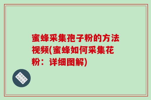 蜜蜂采集孢子粉的方法视频(蜜蜂如何采集花粉:详细图解) 蜜蜂采集孢子粉的方法视频(蜜蜂如何采集花粉:详细图解)