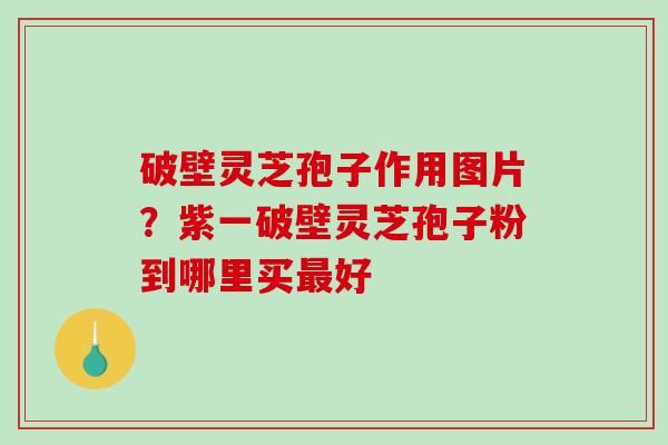 破壁灵芝孢子作用图片?紫一破壁灵芝孢子粉到哪里买好 破壁灵芝孢子作用图片?紫一破壁灵芝孢子粉到哪里买好