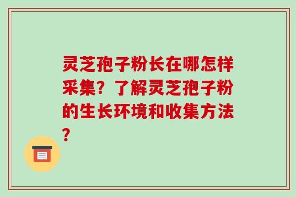 灵芝孢子粉长在哪怎样采集?了解灵芝孢子粉的生长环境和收集方法? 灵芝孢子粉长在哪怎样采集?了解灵芝孢子粉的生长环境和收集方法?
