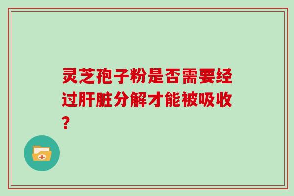 灵芝孢子粉是否需要经过分解才能被吸收? 灵芝孢子粉是否需要经过分解才能被吸收?