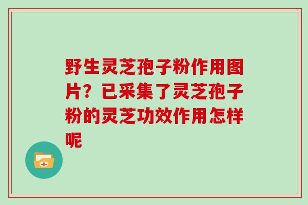 野生灵芝孢子粉作用图片？已采集了灵芝孢子粉的灵芝功效作用怎样呢