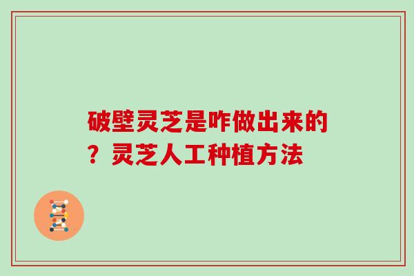 破壁灵芝是咋做出来的？灵芝人工种植方法