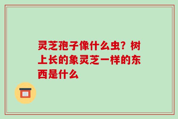 灵芝孢子像什么虫？树上长的象灵芝一样的东西是什么
