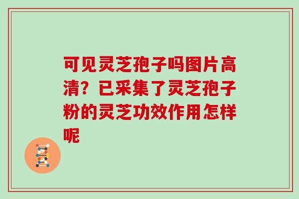 可见灵芝孢子吗图片高清？已采集了灵芝孢子粉的灵芝功效作用怎样呢