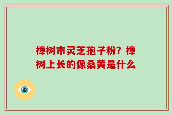樟树市灵芝孢子粉？樟树上长的像桑黄是什么