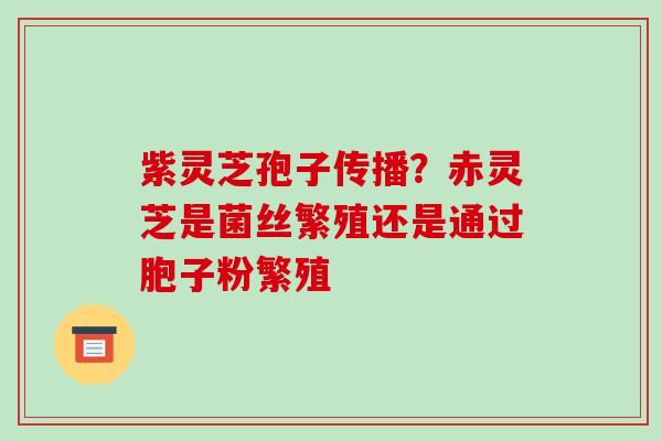 紫灵芝孢子传播？赤灵芝是菌丝繁殖还是通过胞子粉繁殖
