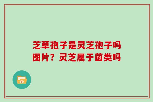 芝草孢子是灵芝孢子吗图片？灵芝属于菌类吗