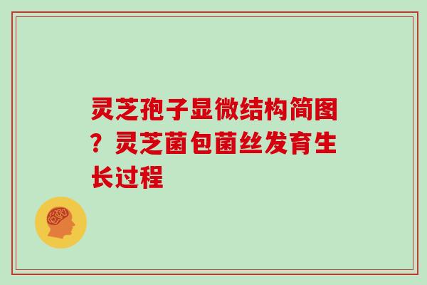 灵芝孢子显微结构简图?灵芝菌包菌丝发育生长过程 灵芝孢子显微结构简图?灵芝菌包菌丝发育生长过程