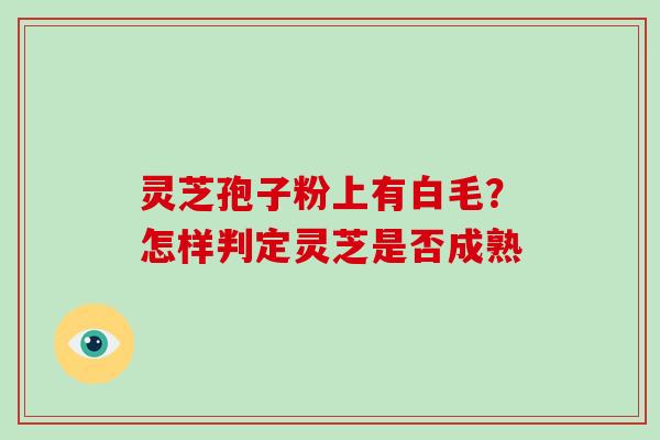 灵芝孢子粉上有白毛?怎样判定灵芝是否成熟 灵芝孢子粉上有白毛?怎样判定灵芝是否成熟