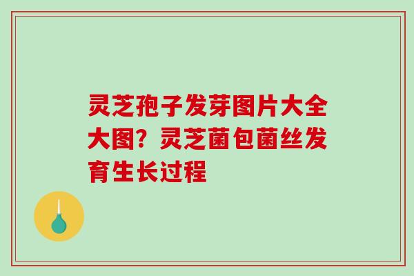 灵芝孢子发芽图片大全大图？灵芝菌包菌丝发育生长过程