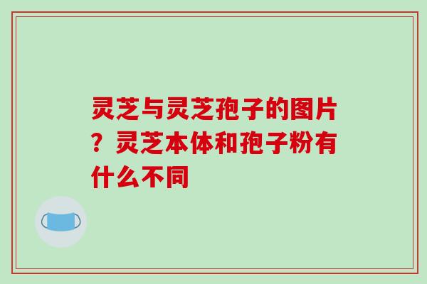灵芝与灵芝孢子的图片?灵芝本体和孢子粉有什么不同 灵芝与灵芝孢子的图片?灵芝本体和孢子粉有什么不同
