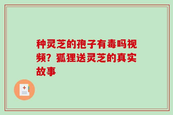 种灵芝的孢子有毒吗视频?狐狸送灵芝的真实故事 种灵芝的孢子有毒吗视频?狐狸送灵芝的真实故事