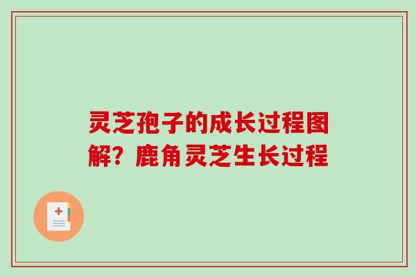 灵芝孢子的成长过程图解？鹿角灵芝生长过程