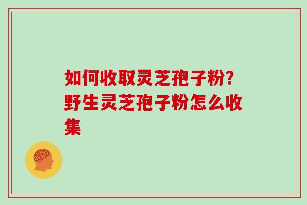 如何收取灵芝孢子粉？野生灵芝孢子粉怎么收集