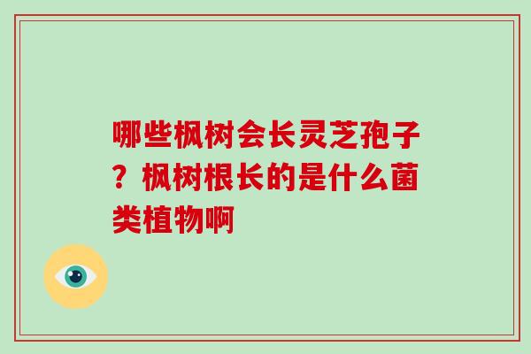 哪些枫树会长灵芝孢子？枫树根长的是什么菌类植物啊