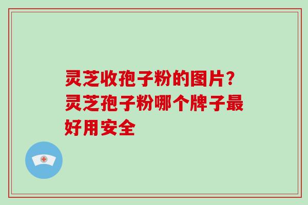 灵芝收孢子粉的图片？灵芝孢子粉哪个牌子好用安全