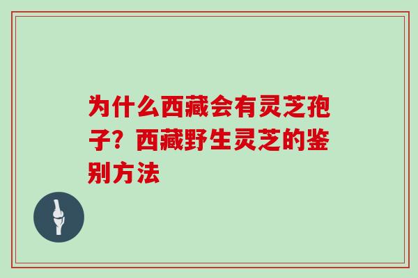 为什么西藏会有灵芝孢子?西藏野生灵芝的鉴别方法 为什么西藏会有灵芝孢子?西藏野生灵芝的鉴别方法