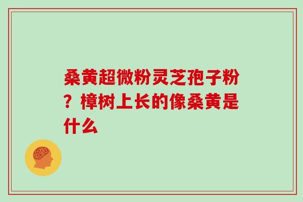 桑黄超微粉灵芝孢子粉?樟树上长的像桑黄是什么 桑黄超微粉灵芝孢子粉?樟树上长的像桑黄是什么
