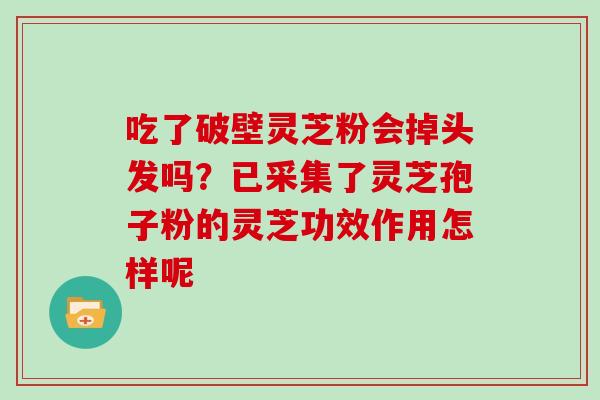 吃了破壁灵芝粉会掉头发吗？已采集了灵芝孢子粉的灵芝功效作用怎样呢