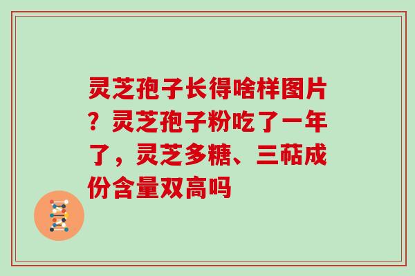灵芝孢子长得啥样图片?灵芝孢子粉吃了一年了,灵芝多糖、三萜成份含量双高吗 灵芝孢子长得啥样图片?灵芝孢子粉吃了一年了,灵芝多糖、三萜成份含量双高吗