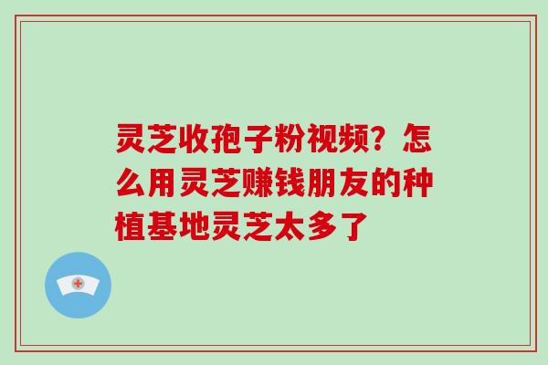 灵芝收孢子粉视频？怎么用灵芝赚钱朋友的种植基地灵芝太多了