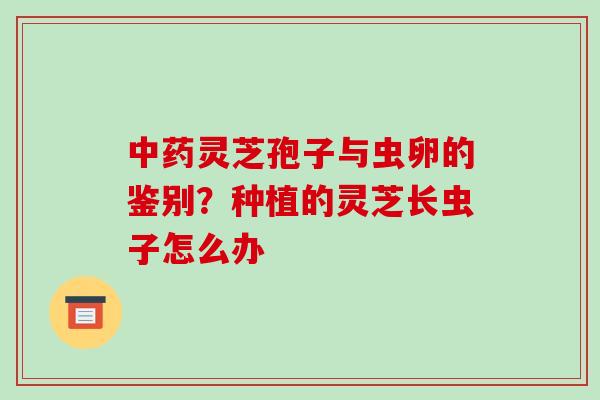 灵芝孢子与虫卵的鉴别?种植的灵芝长虫子怎么办 灵芝孢子与虫卵的鉴别?种植的灵芝长虫子怎么办