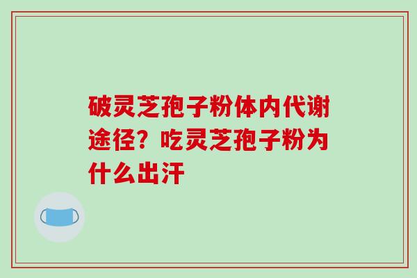 破灵芝孢子粉体内代谢途径?吃灵芝孢子粉为什么出汗 破灵芝孢子粉体内代谢途径?吃灵芝孢子粉为什么出汗
