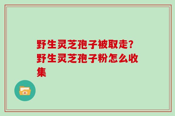 野生灵芝孢子被取走？野生灵芝孢子粉怎么收集