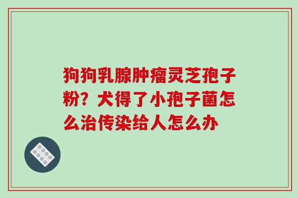 狗狗乳腺灵芝孢子粉?犬得了小孢子菌怎么传染给人怎么办 狗狗乳腺灵芝孢子粉?犬得了小孢子菌怎么传染给人怎么办