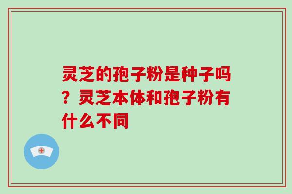 灵芝的孢子粉是种子吗?灵芝本体和孢子粉有什么不同 灵芝的孢子粉是种子吗?灵芝本体和孢子粉有什么不同