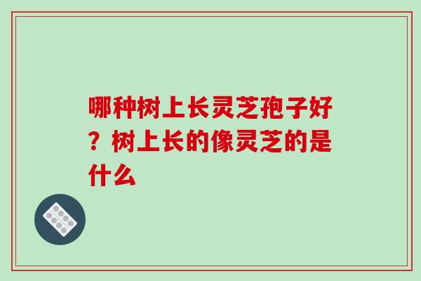 哪种树上长灵芝孢子好？树上长的像灵芝的是什么